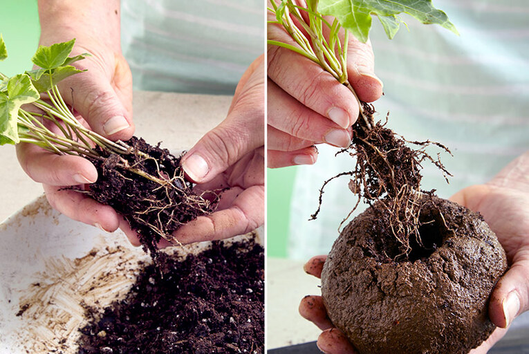 Depois de separar a raiz da planta escolhida, insira ela no meio da esfera e complete o buraco com terra