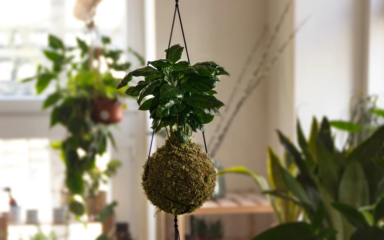 Kokedama, uma bela arte japonesa de arranjo de plantas acessível a todos