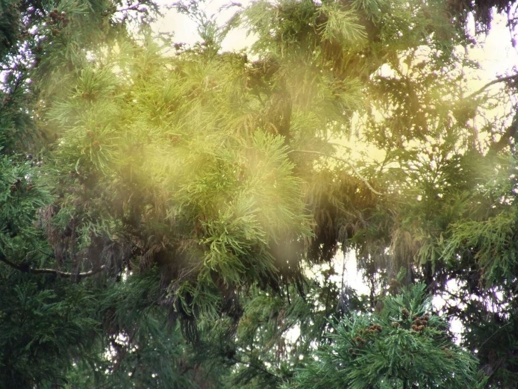 Pólen no Japão é um problema que deve se conviver