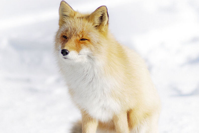 Raposa de Hokkaido no Japão, animal fofo