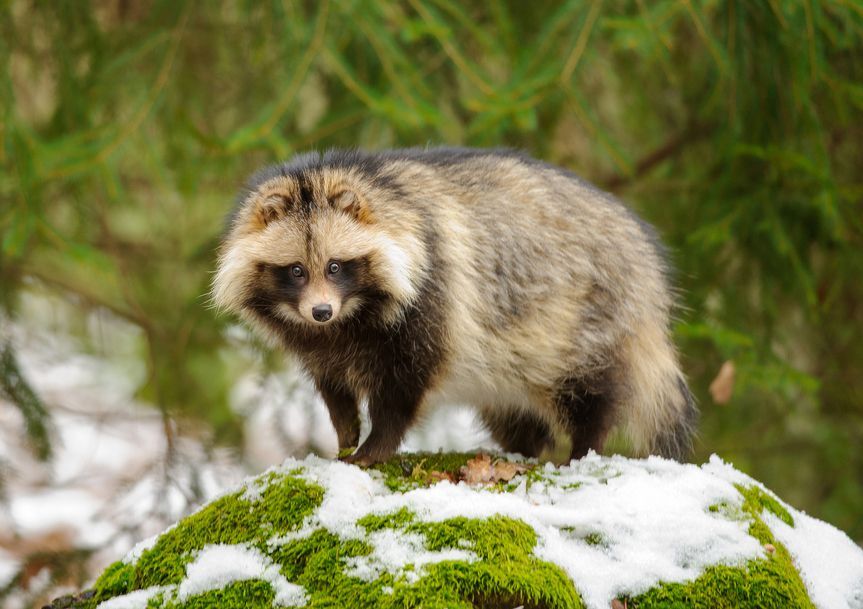 Tanuki no Japão é um dos animais fofos