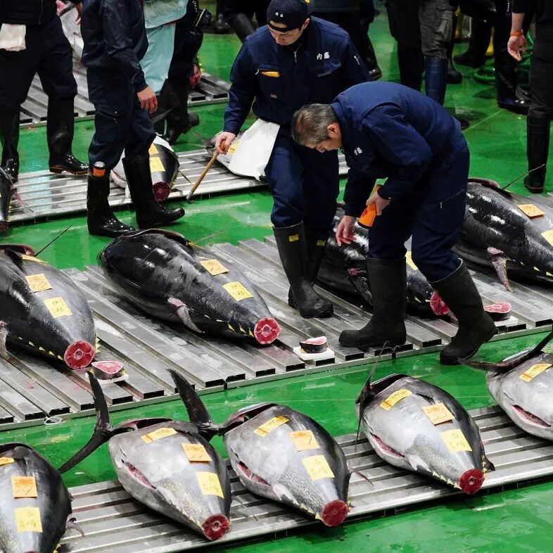 Hon-maguro é muito apreciado no Japão