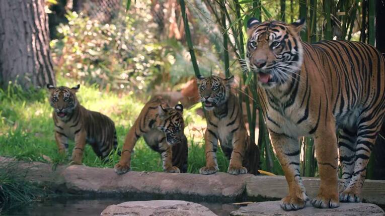 A lenda da tigresa e seus tres filhotes revela o nível da inteligência desse majestoso animal