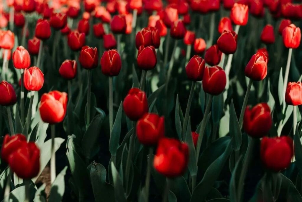 Significados das tulipas no Japão