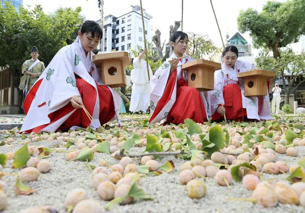 Frutos de ginkgo caem ao chão nas ruas de Tóquio