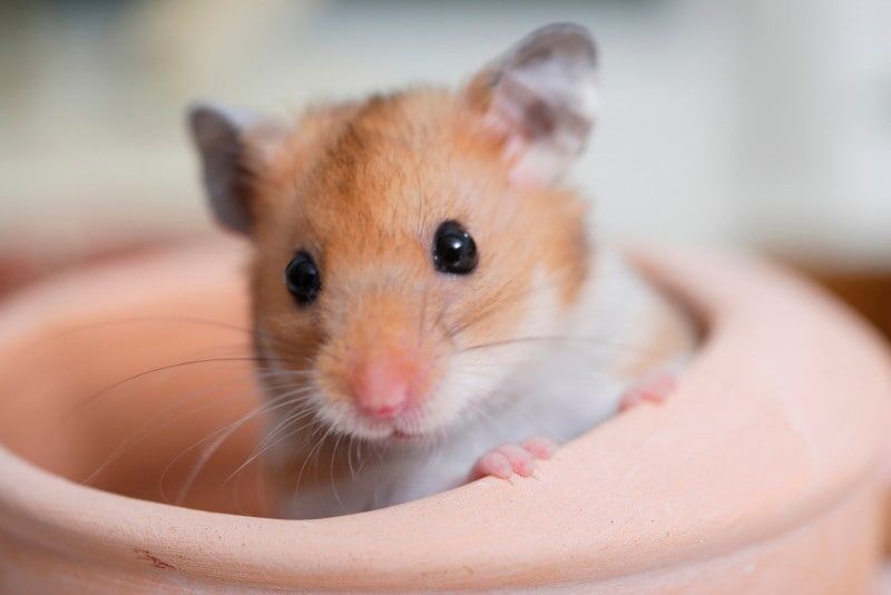 Qual o significado do rato no Japão