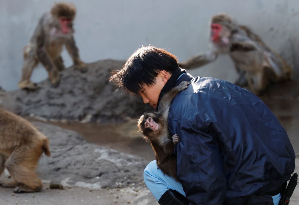Macaco Punch é apegado a um dos seus cuidadores, ele ainda tem o hábito de se agarrar