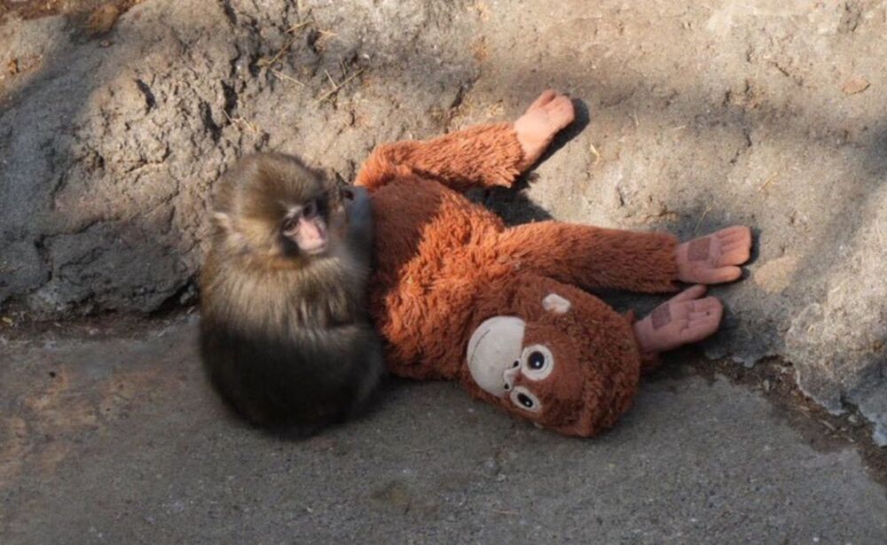 Macaco Punch com sua pelúcia de orangotango