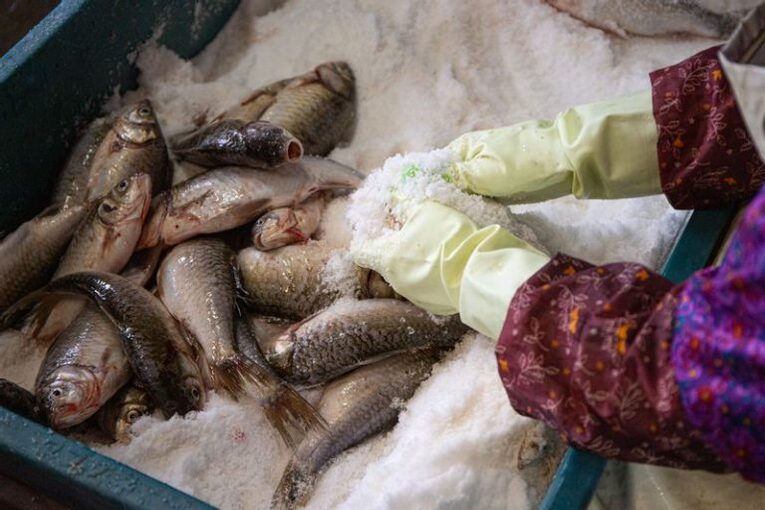 A carpa cruciana é pescada durante a primavera, período reprodutivo do peixe, por isso que o funazushi tem uma parte que alaranjada com textura de um patê por causa da ova