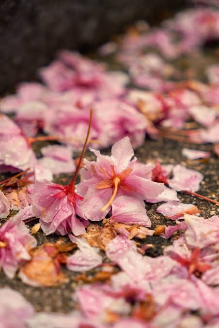 Mono no aware é uma palavra que mostra que tudo tem um fim como as flores que caem e morrem